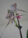 Paphiopedilum Rothschildianum